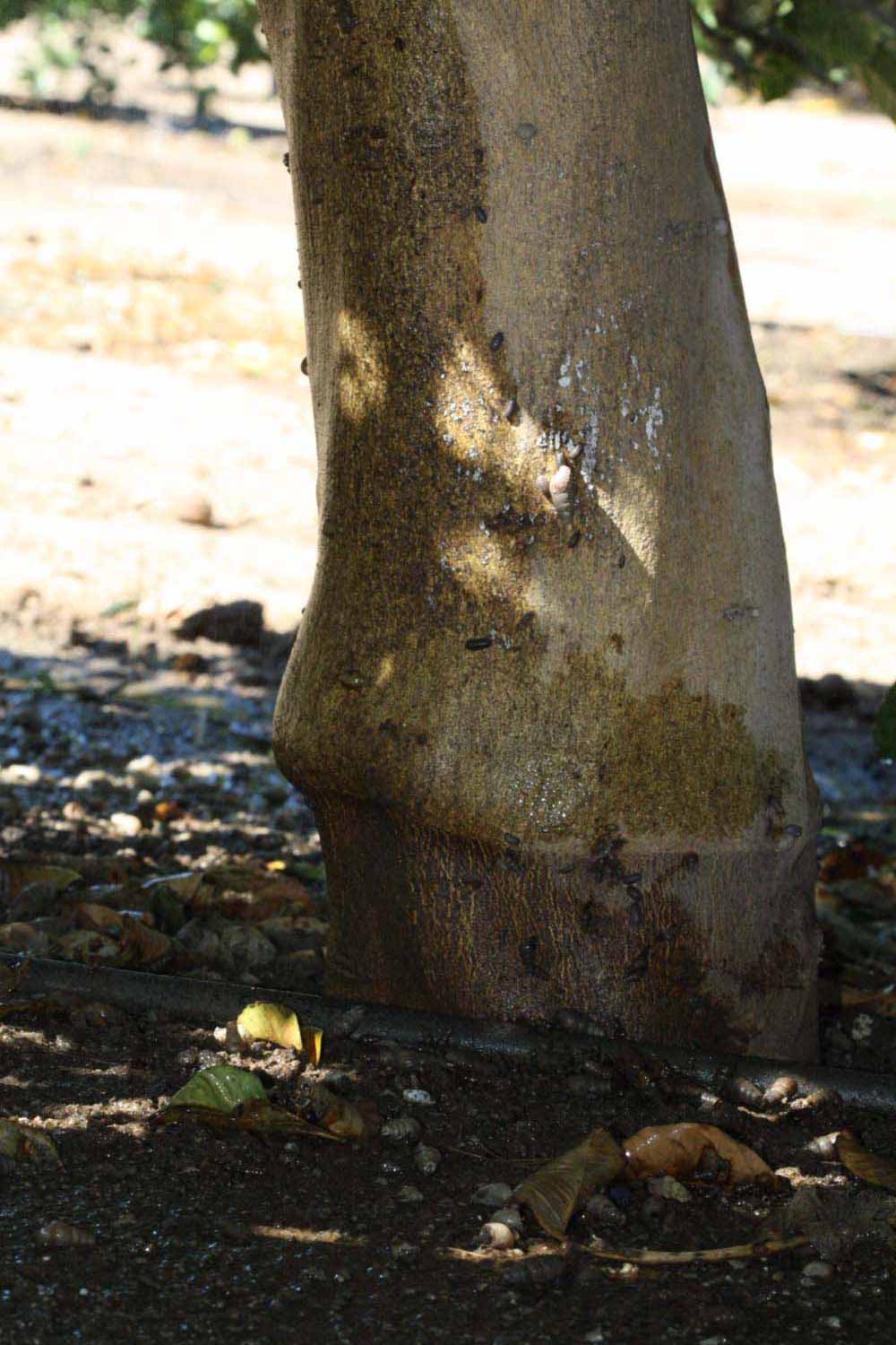 Bark (Riverside, CA)   